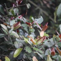 <i>Litsea ovalifolia</i>  (Wight) Trimen